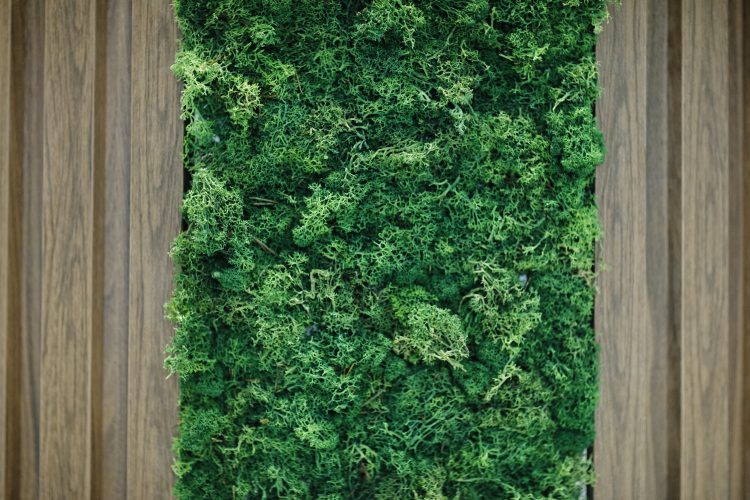 24-12-18 0894d-nature